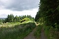 Forest track in Knapdale