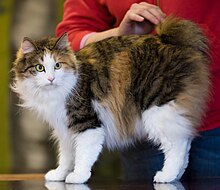 Kurilian Bobtail - Arabescka.JPG