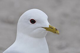 Larus canus canus