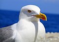 Yellow-legged gull (Larus michaellis), common in the past along the entire Galician coast