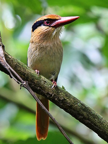 File:Lilac Kingfisher.JPG