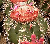 Melocactus curvispinus