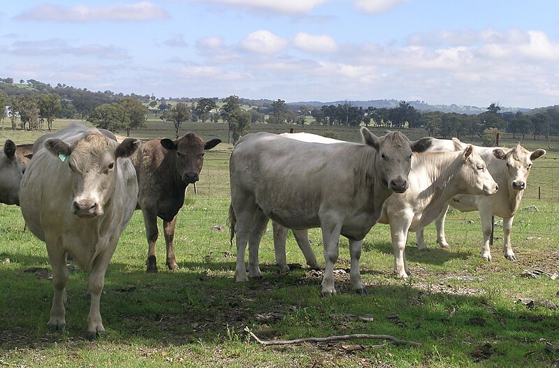 File:Murray Grey heifers.jpg