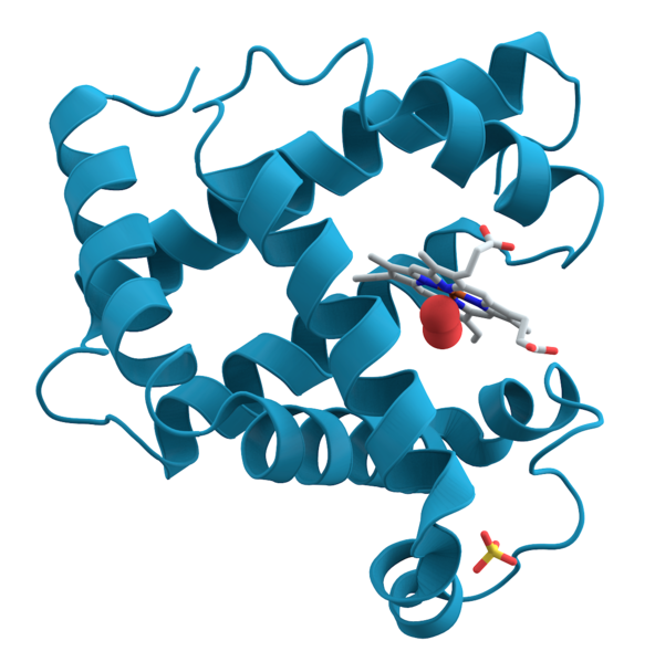 File:Myoglobin.png