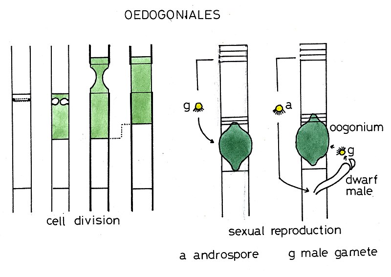 File:Oedogoniales025 repro.jpg