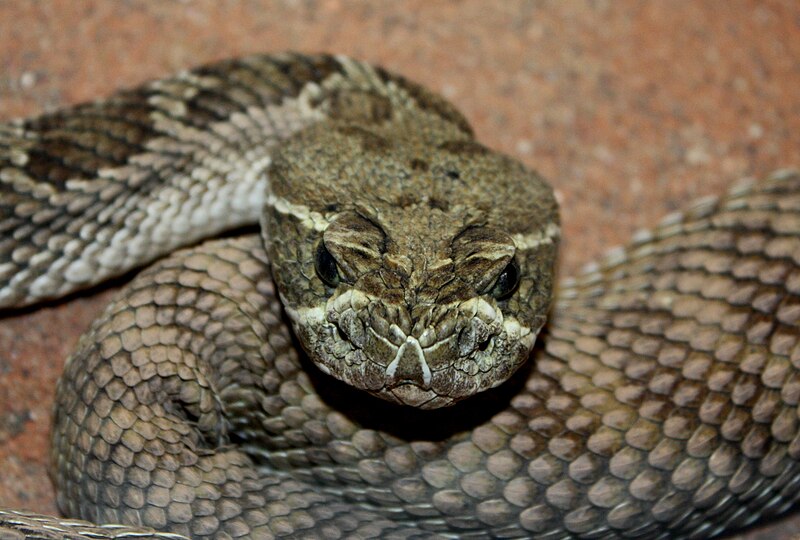 File:PrairieRattlesnake.jpg