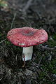 Emetica Russula, Russula emetica