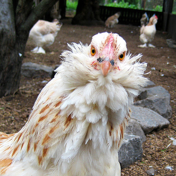 File:Salmon Faverolle hen headshot.jpg