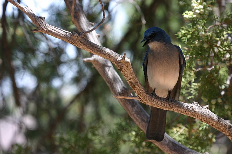 File:Singing Mexican Jay.JPG