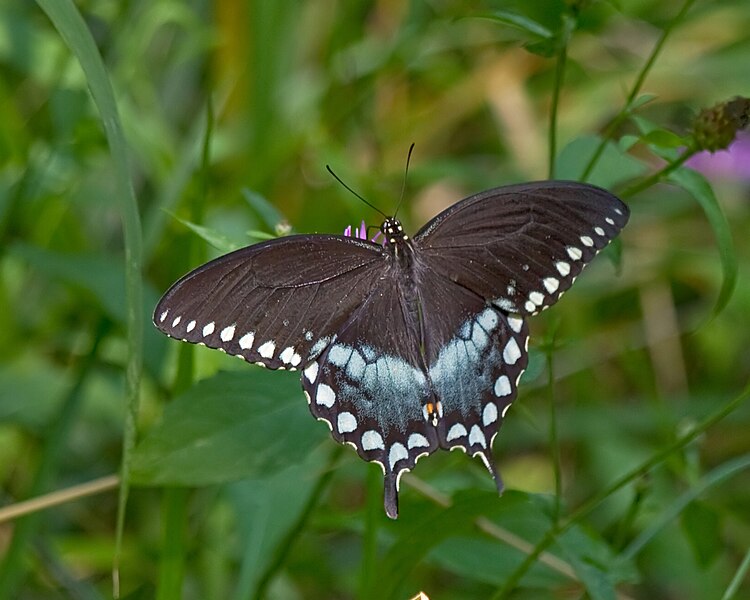 File:Spicebush02.jpg