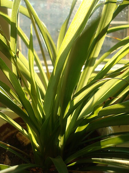 File:Spider Plant Blades.JPG