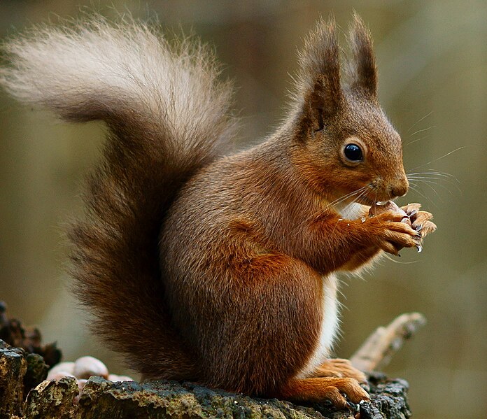 File:Squirrel eating 2.jpg