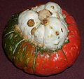 A turban squash