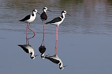 White-backed stilts (Himantopus melanurus).JPG