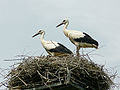 White stork offspring left allone for a while