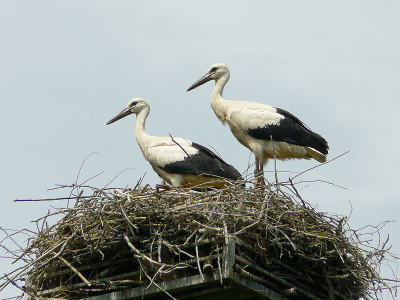 File:White Stork Allone.jpg