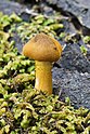 1 - Armillaria