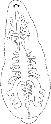 AC, atrial cornuae (рога атриума); CC, crop ceca (карманы желудка); HG, hind gut (задняя кишка); IC, intestinal ceca (карманы кишечника); O, ovisac (яйцевой мешок); PR, proboscis (хобот); SC, salivary cells (клетки слюнных желёз); T, testisac (семенной мешок).