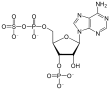 3'-Phosphoadenosine-5'-phosphosulfate (PAPS) is a mixed anhydride of sulfuric and phosphoric acids and is the most common coenzyme in biological sulfate transfer reactions.