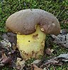 Boletus appendiculatus, Eggingen, Germany