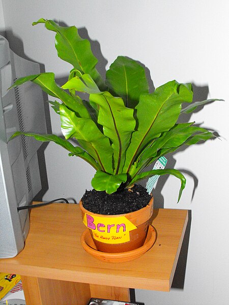 Archivo:Asplenium australasicum.JPG