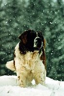 St. Bernard Dog in winter