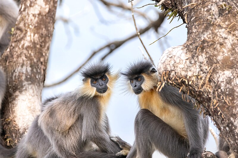 File:Capped langurs.jpg