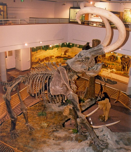 File:ColumbianMammoth CollegeOfEasternUtah.jpg