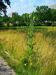 Dipsacus sativus 001.JPG