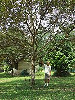 Juvenile tree, Malaysia. Mature specimens can grow up to 50 metres (160 feet).