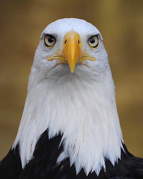 File:Eagle Haliaeetus leucocephalus Binocular.jpg