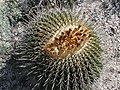 Echinocactus platyacanthus en Wirikuta