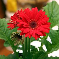 Red Gerbera Daisies