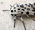 Giant Leopard Moth (Arctiidae)