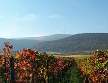 Gimmeldingen-weinberg-im-herbst-mit-weinbiet.jpg