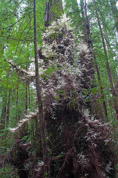 File:Humboldt Redwoods 'albino' 2.jpg