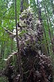 Another example in Humboldt Redwoods State Park