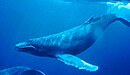 A Humpback Whale underwater