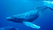 Gray whale underwater