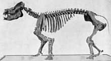 Hutchinson coryphodon.jpg