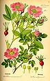 Rosa majalis from Thomé, Flora von Deutschland, Österreich und der Schweiz 1885