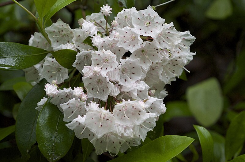 File:Kalmia latifolia.jpg