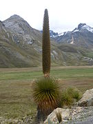 Puya de Raimondi (Puya raimondii)