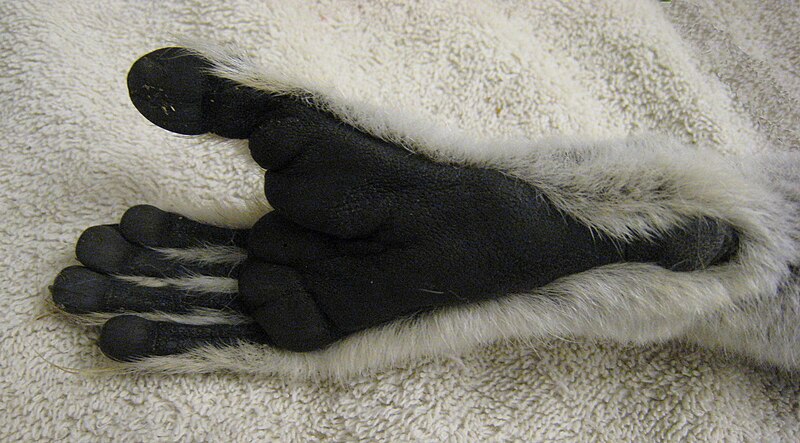 File:Lemur catta foot 01.jpg