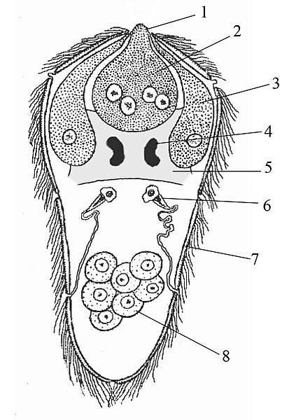 Файл:Miracidium.jpg