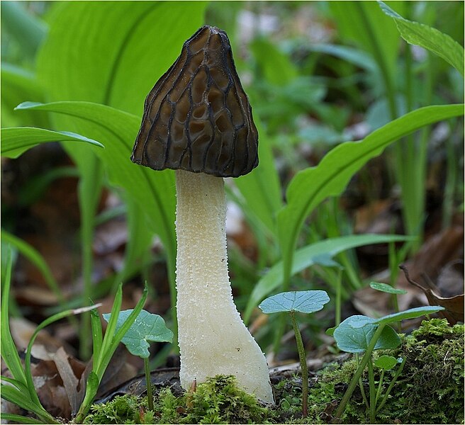 Файл:Morchella gigas.jpg