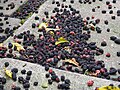 Mulberries fallen to the ground in peak season