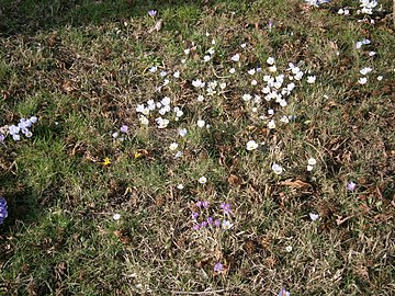 Naturalised crocusses