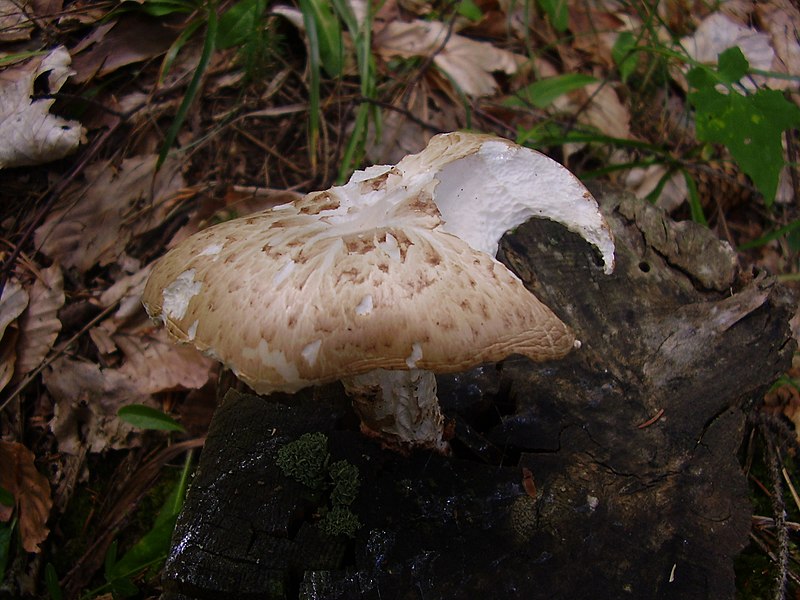 File:NeoLentinus lepideus.JPG