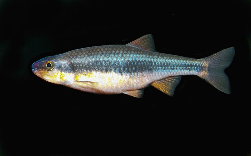 File:Notropis lutipinnis.jpg